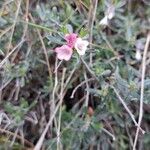 Lithodora hispidula Çiçek