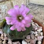 Gymnocalycium anisitsii Ліст