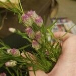 Polygala sanguinea Квітка