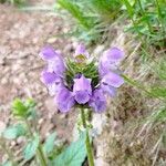 Prunella hastifolia Fiore