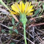 Reichardia picroides Blomma