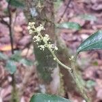 Thecacoris perrieri Çiçek