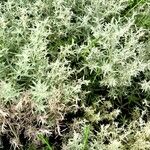 Artemisia ludoviciana 整株植物