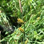 Carex panicea Fleur
