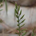 Catapodium rigidum Flower