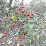 Crataegus laciniata Frucht