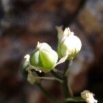 Scilla verna Fruit