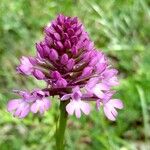 Anacamptis pyramidalisBlüte