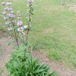 Phlomis tuberosa Flower