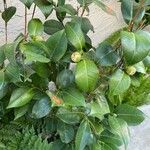 Camellia japonica ফুল