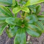 Schefflera arboricola Лист
