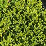 Hebe cupressoides 葉