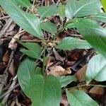 Piper arboreum Leaf