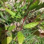 Oenothera rosea Leaf