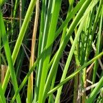 Typha domingensisLeaf