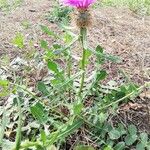 Centaurea sphaerocephala 形态