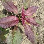 Amaranthus tricolorLeaf