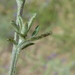 Centaurea paniculata Folha