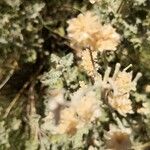 Atriplex canescens 花