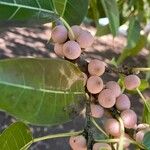 Ficus ingens Fruit