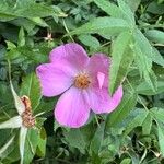 Rosa carolina Blüte