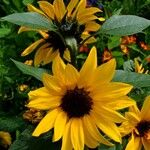 Helianthus debilis Blomst