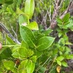 Vaccinium padifolium Leaf