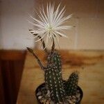 Setiechinopsis