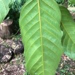 Minquartia guianensis Leaf