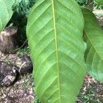 Minquartia guianensis 葉