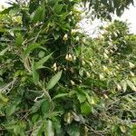 Bomarea edulis موطن