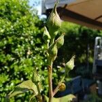 Rosa corymbifera Flower