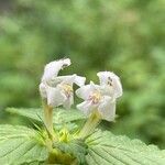 Galeopsis tetrahit Flor