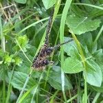 Carex nigra Blüte