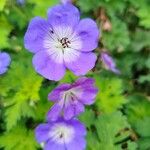 Geranium platypetalumFlor