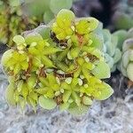Sedum spathulifolium 果