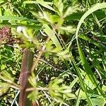 Peucedanum alsaticum Leaf