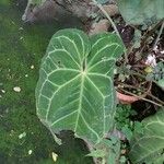 Anthurium clarinervium List