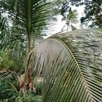 Cocos nucifera Leaf