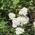 Achillea nobilisFiore