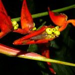 Heliconia nutans Λουλούδι
