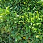 Pittosporum tobiraLeaf