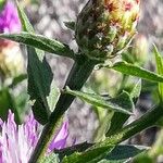 Centaurea nigrescens Altro
