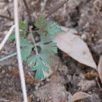 Corydalis flavula Leaf