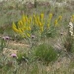 Stanleya pinnata Flor