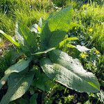 Rumex obtusifolius Habit