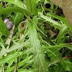 Crepis capillaris Leaf