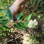 Cornus amomumFolio