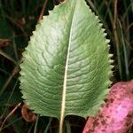 Klasea lycopifolia Blad