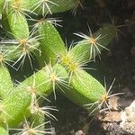 Trichodiadema densum Folha